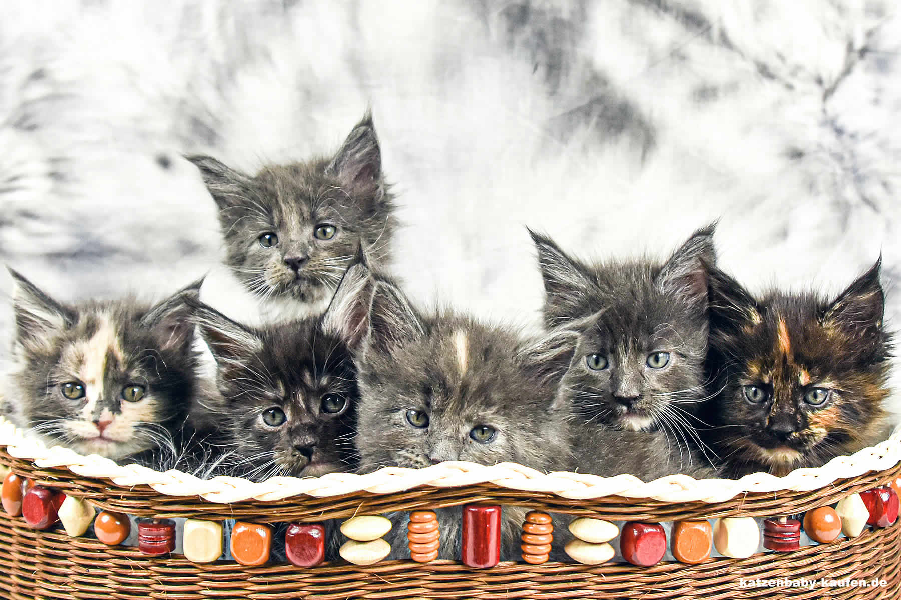 Katzenbabys kaufen ⋆ Tiermarkt für Katzen