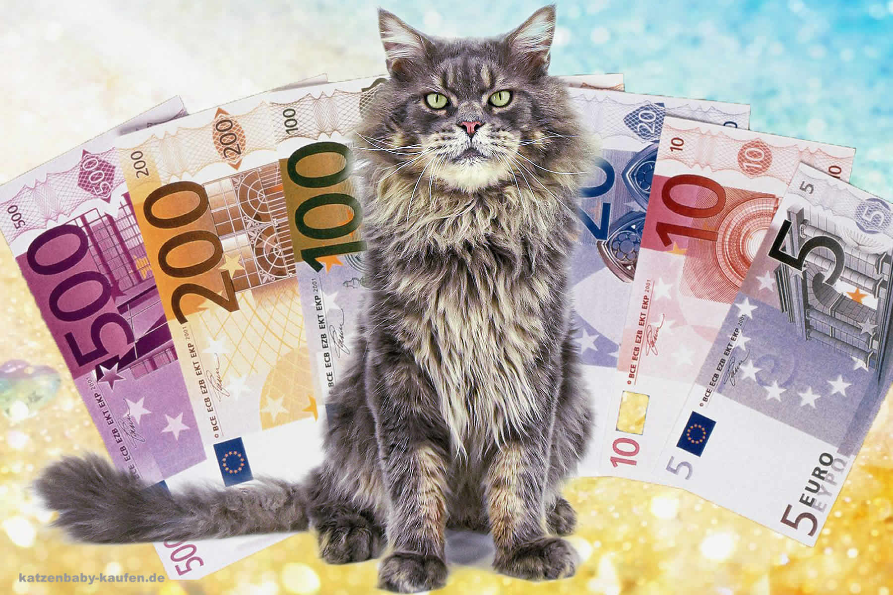 Katze – Kosten im Überblick