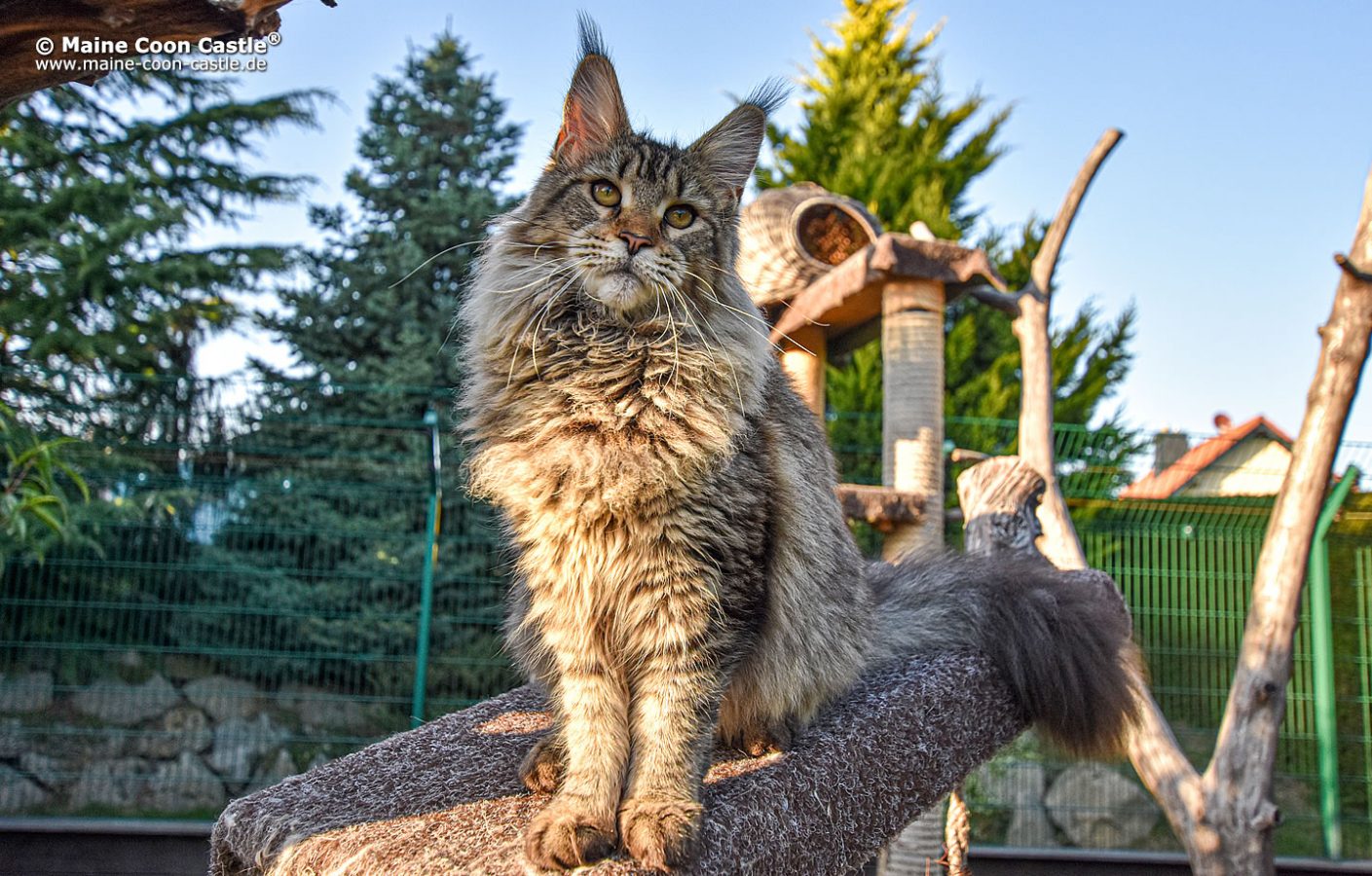 Anja of Maine Coon Castle