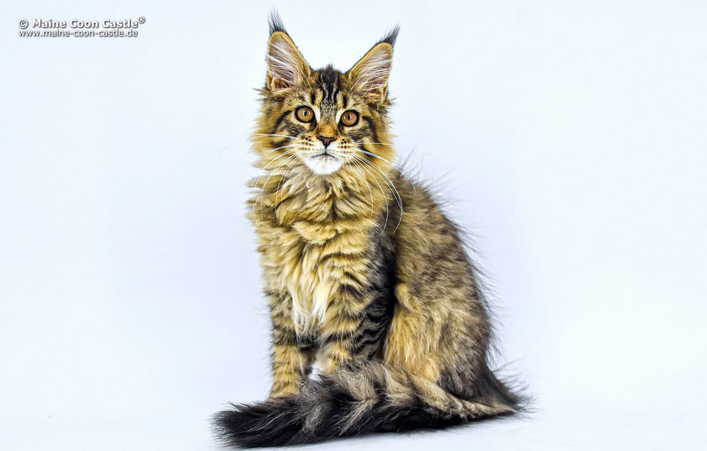 Gina of Maine Coon Castle