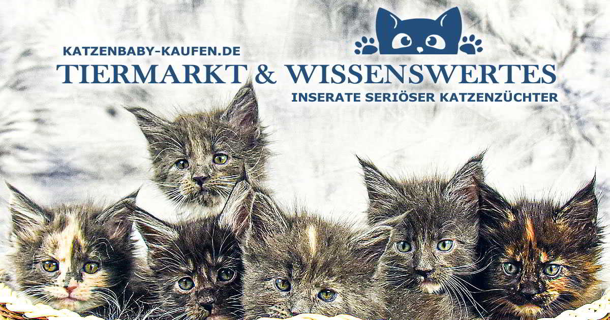 (c) Katzenbaby-kaufen.de