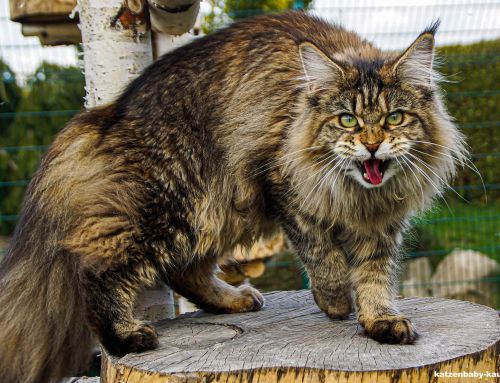 Katzenverhalten deuten