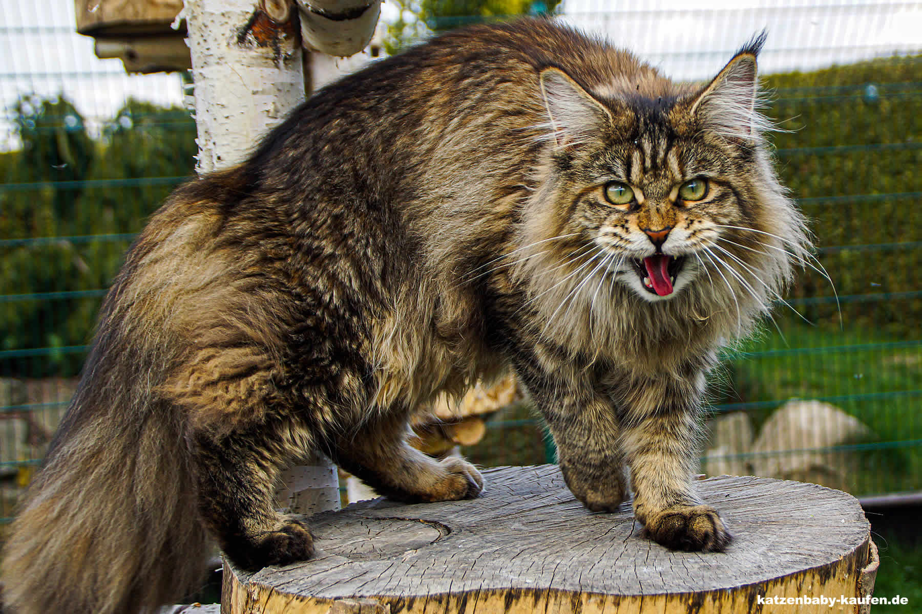 Carry of Maine Coon Castle