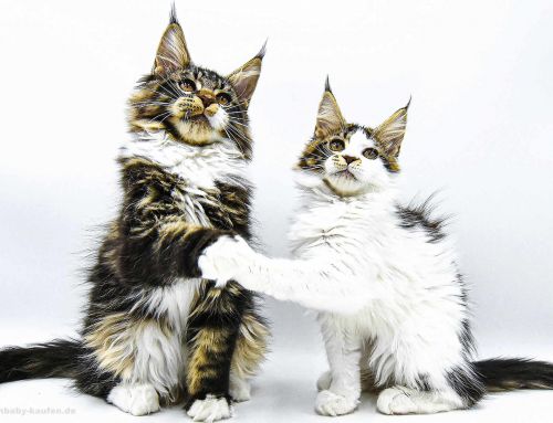 Ein Kitten zieht ein