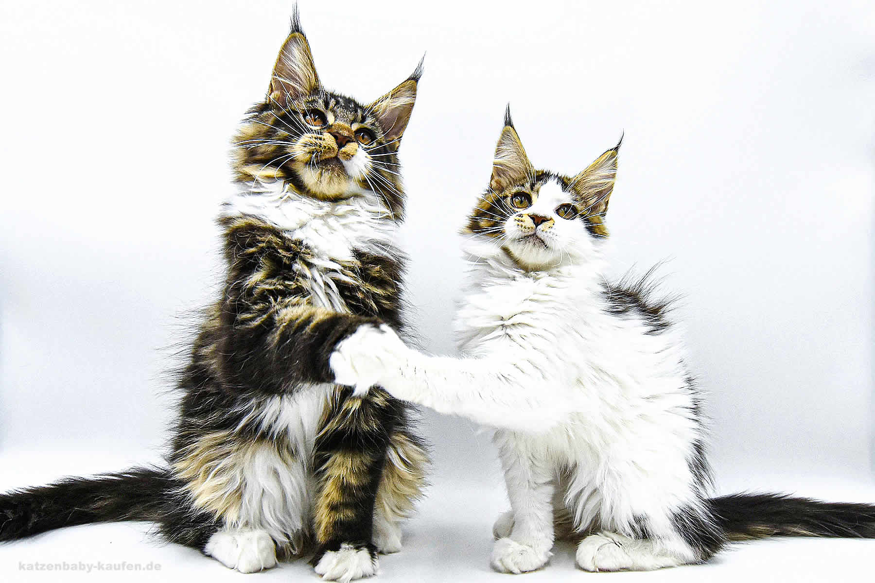 Ein Kitten zieht ein