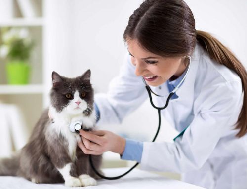 Vergiftungsgefahr durch Alpha-Chloralose