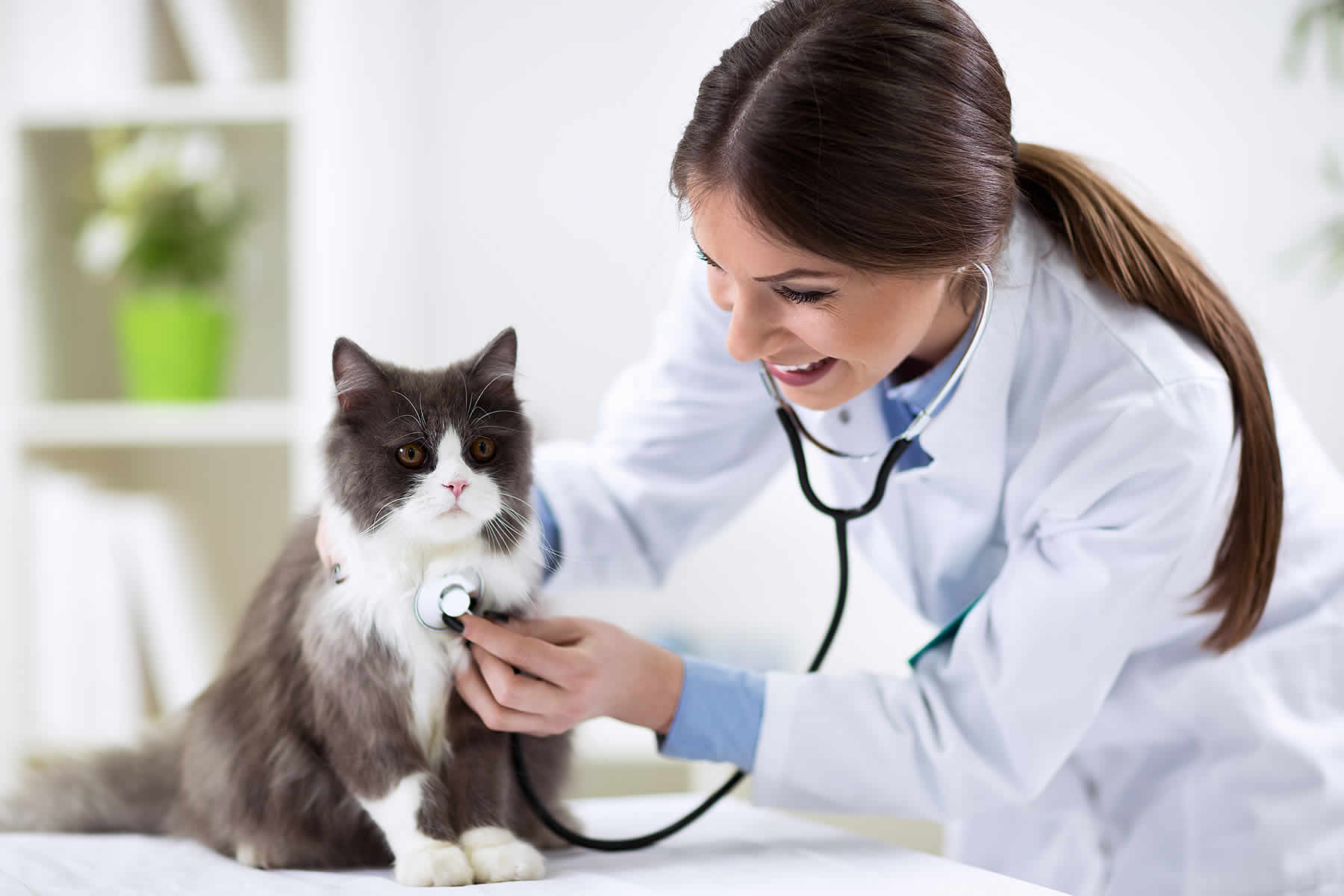 Vergiftungsgefahr durch Alpha-Chloralose