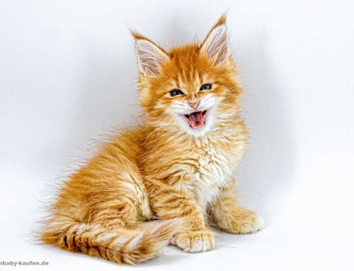 Das Maine Coon Baby Adam, der Sohn vieler Mütter