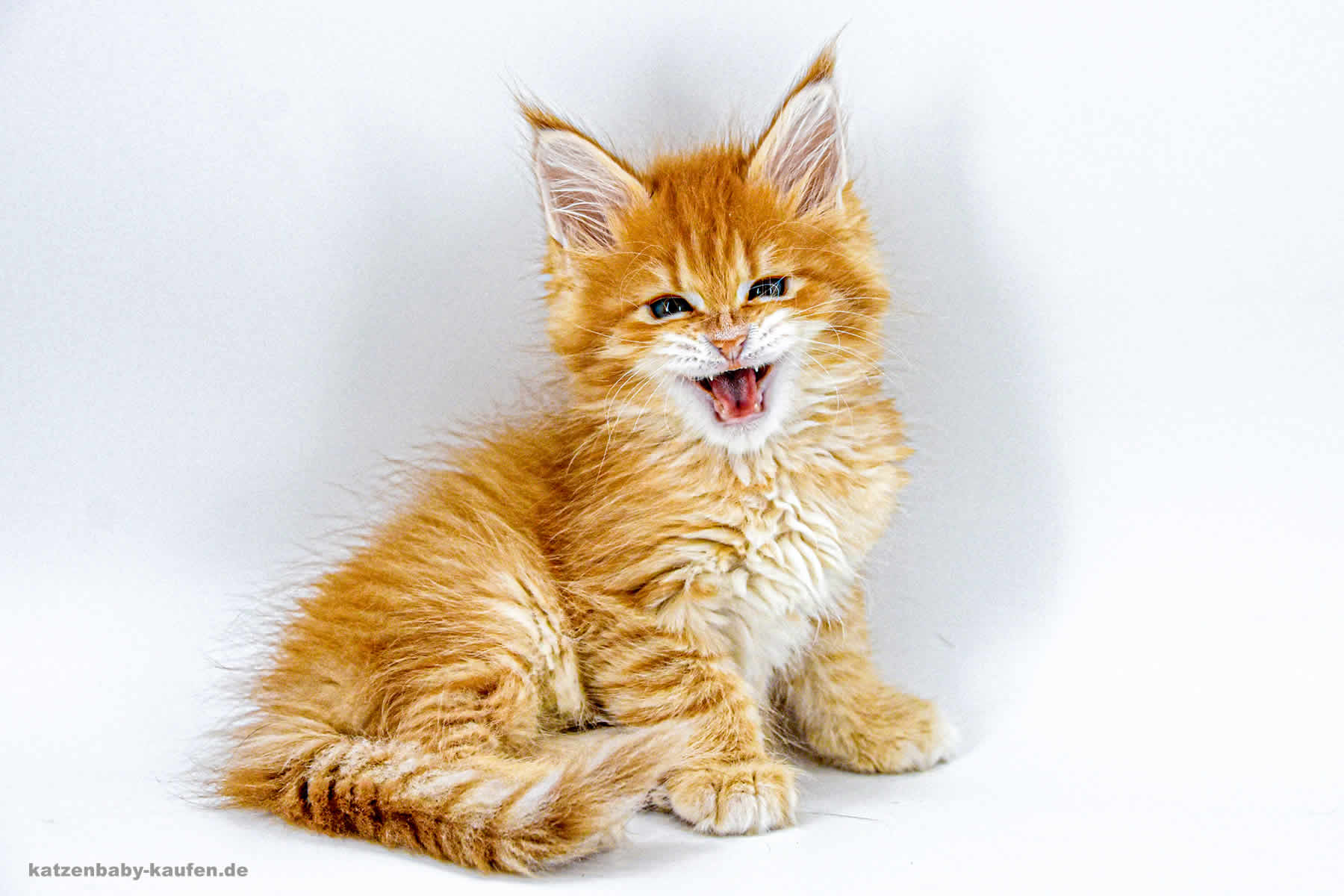 Das Maine Coon Baby Adam of Maine Coon Castle 8 Wochen alt