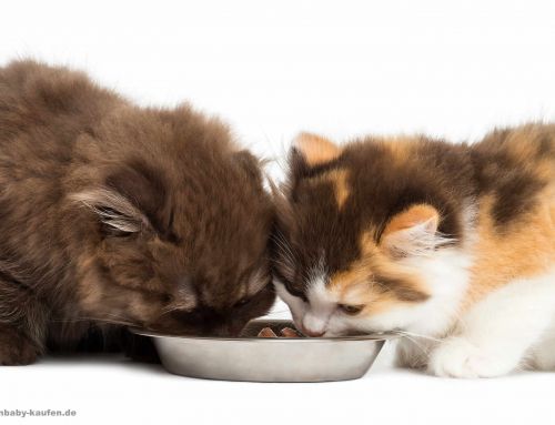 Katzen füttern