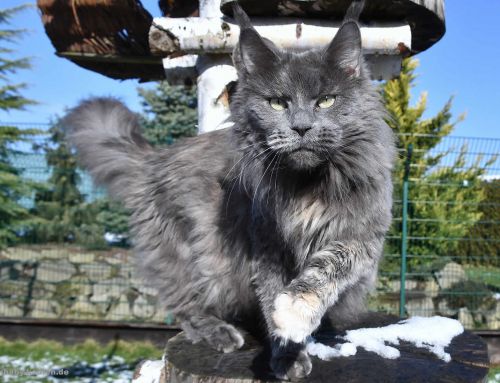 Mein Leben mit der Maine Coon Katze Hana