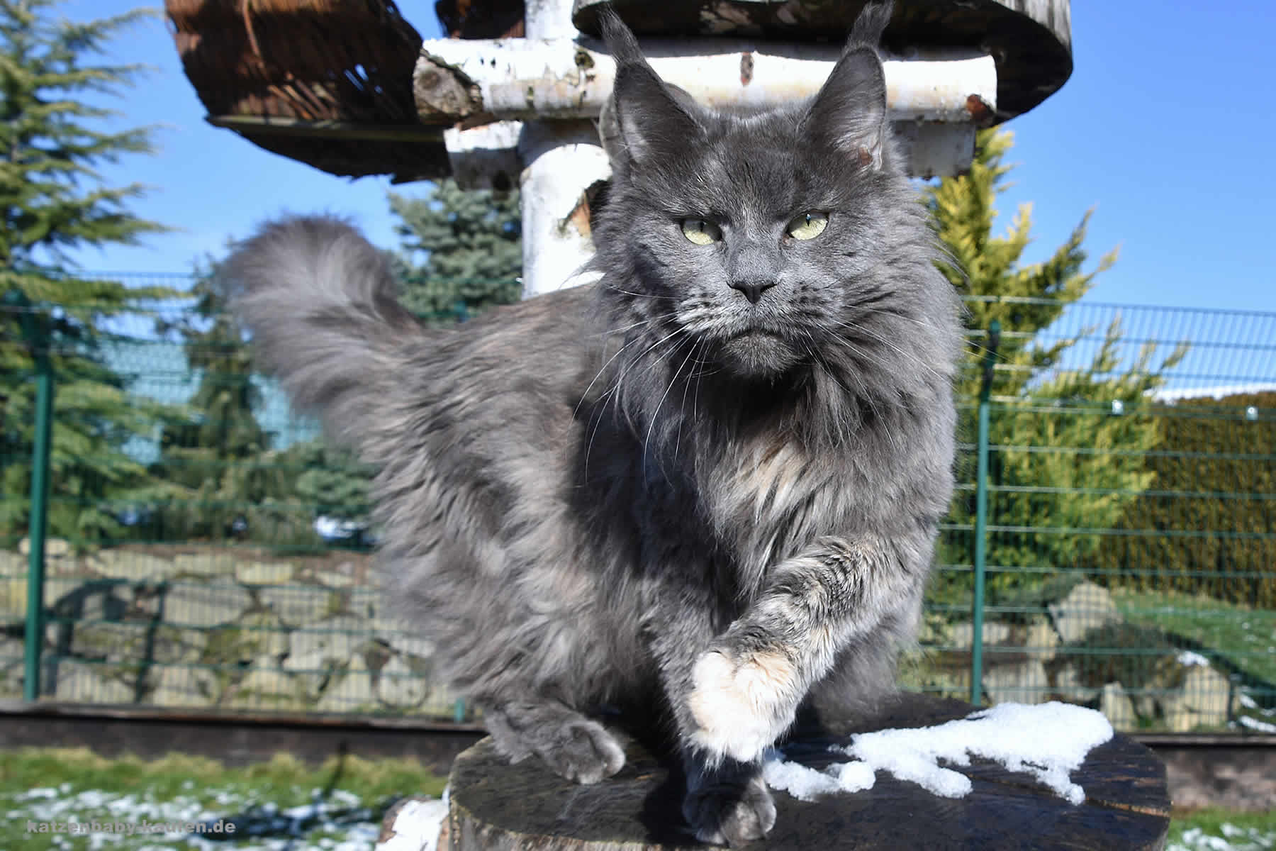 Maine Coon Katze Hana Maine Coon Katze Havana Tala Minowis