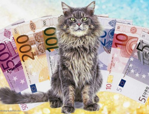 Katze: Kosten im Überblick