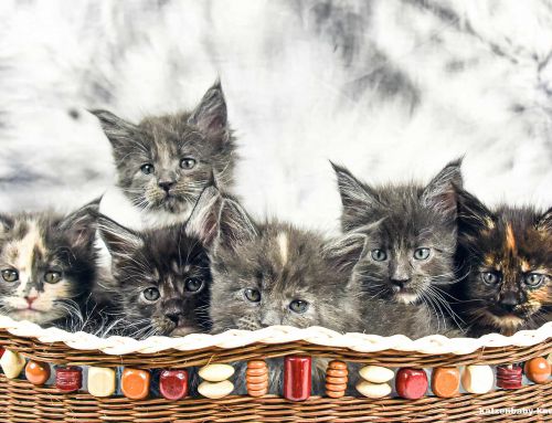 Katzenbabys kaufen