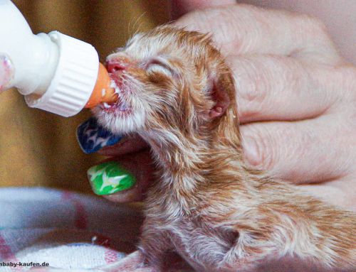Katzenbabys aufziehen