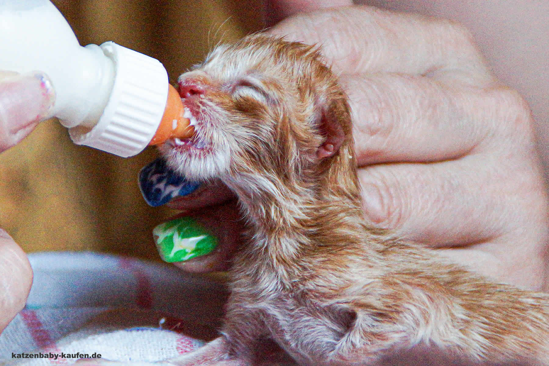 Katzenbabys Aufziehen Katzenbaby aufziehen, das sollten Sie wissen