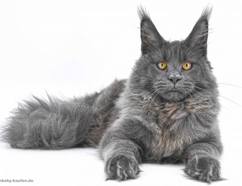 FIP Behandlung mit GS-441524