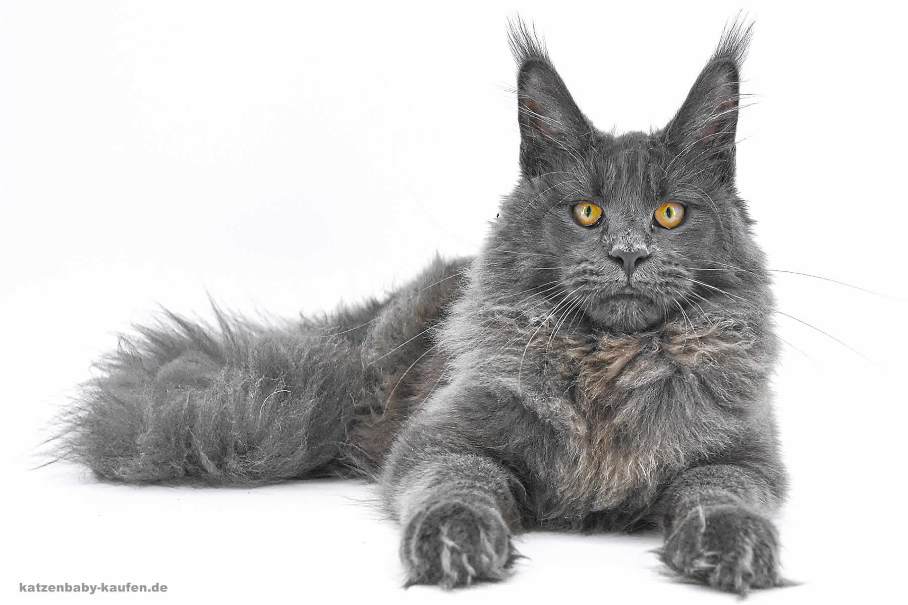 Fip Behandlung - Mischa of Maine Coon Castle