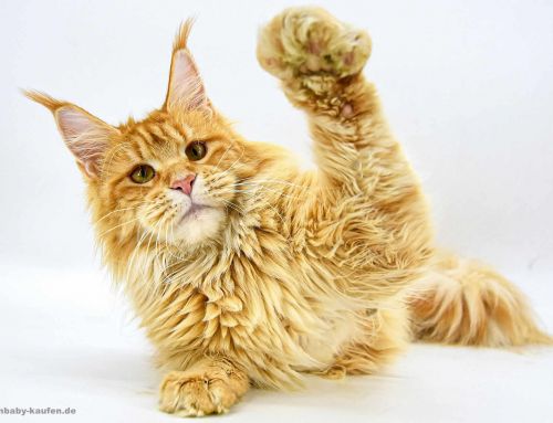 Die Frühgeburt der Maine Coon Katze Nanny