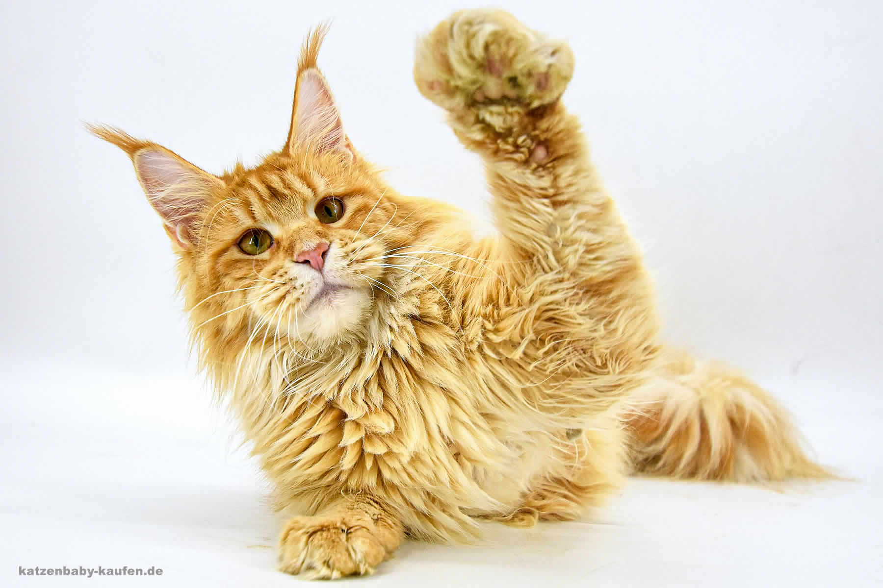 Nanny of Maine Coon Castle Nanny of Maine Coon Castle