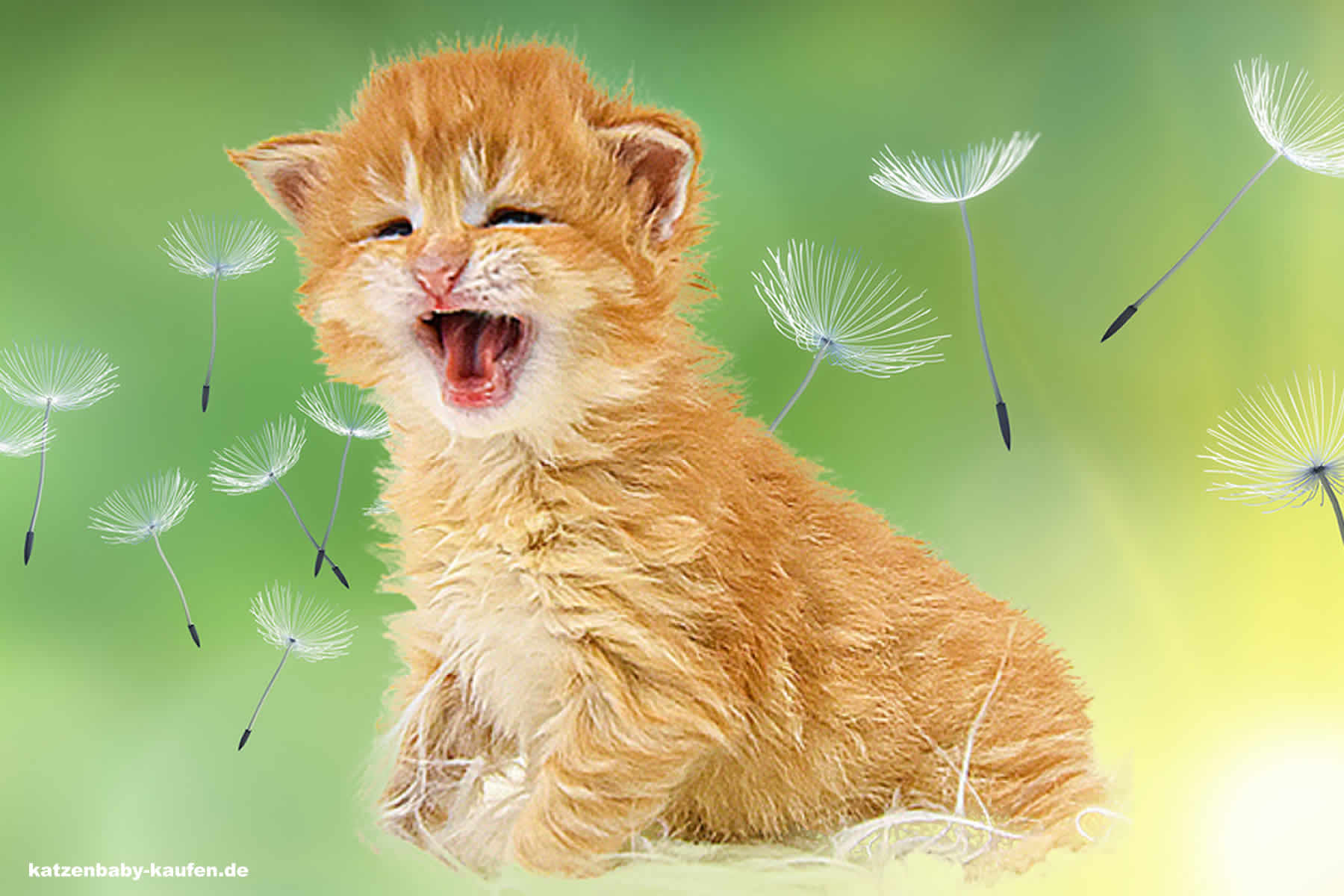 Nanny of Maine Coon Castle 3 Wochen alt