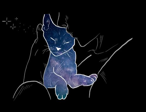 Abschied nehmen von der Katze