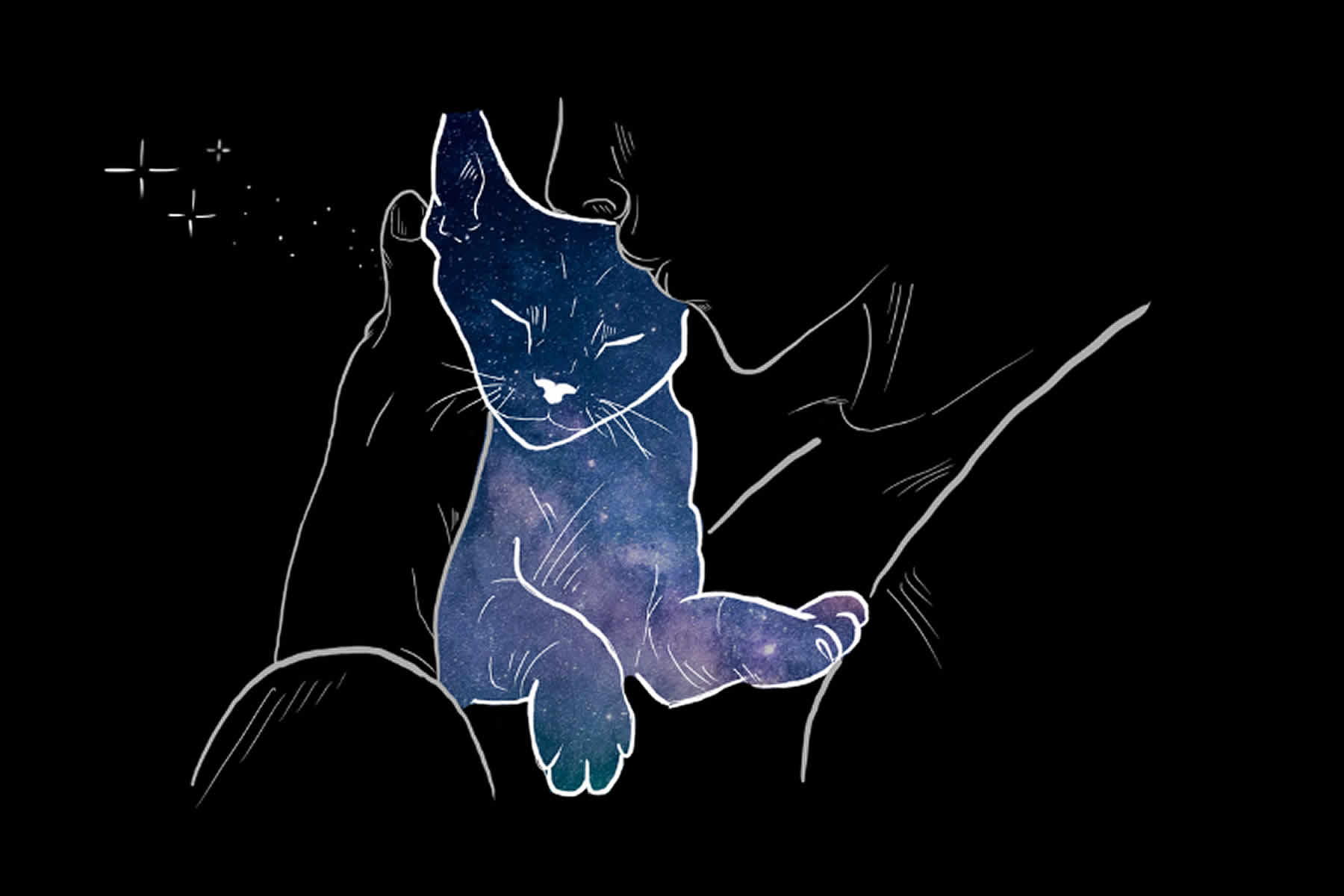 Trauer um die Katze Abschied nehmen von der Katze