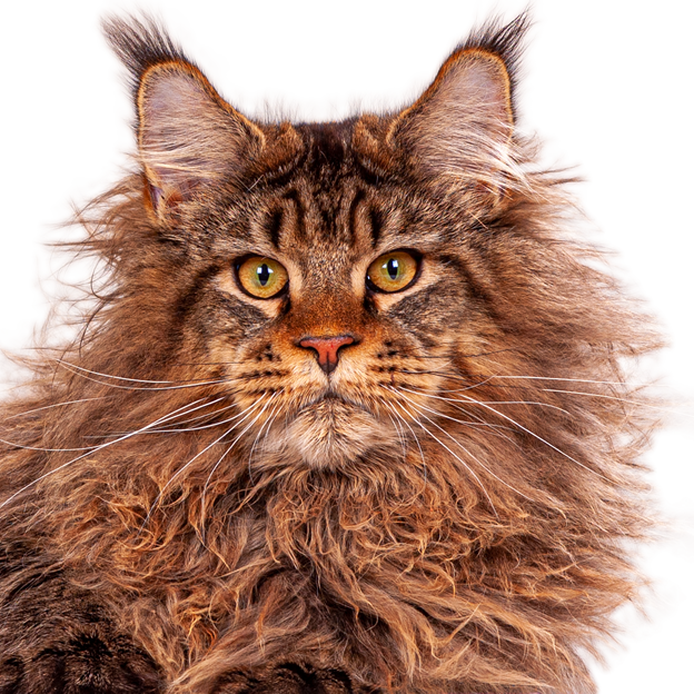 XXL Maine Coon Kater Yaron Maine Coon Kater