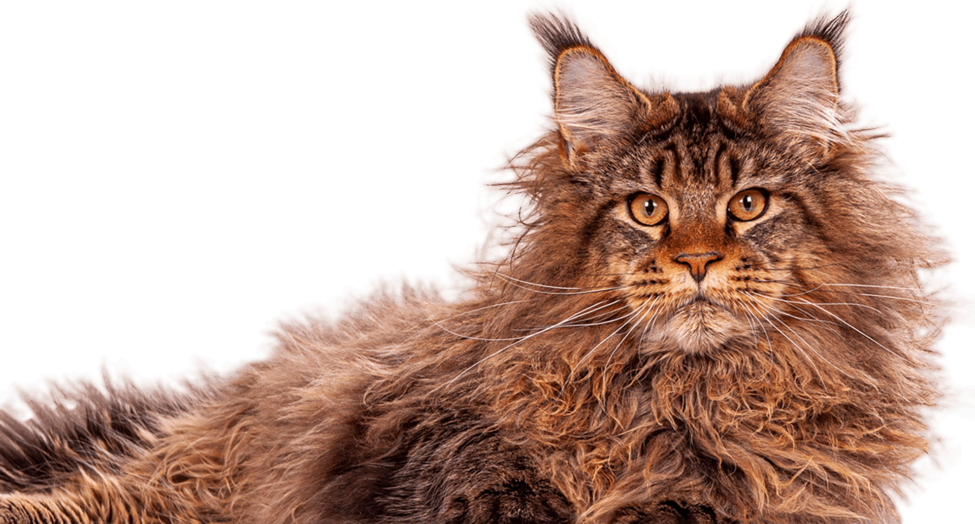 Der berühmte XXL Maine Coon Kater Yaron Der berühmte XXL Maine Coon Kater Yaron