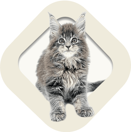 Katzenbabys kaufen – Tiermarkt für Katzen