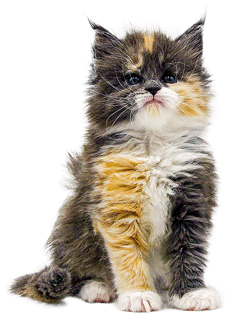 Gesunde Katzenbabys kaufen Gesunde Katzenbabys kaufen